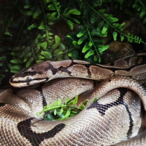 Königphyton mit voller Austattung Bild 3