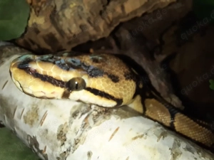 Königphyton mit voller Austattung Bild 2