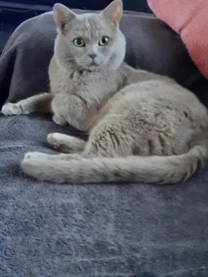 Bkh Deckkater  zum Verkauf