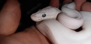 Königsphyton mit allem was man brauch 