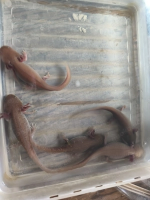 axolotl abzugeben