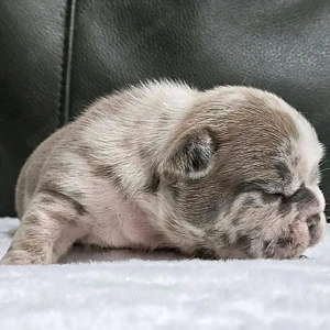 entzückende Welpen zur Adoption 