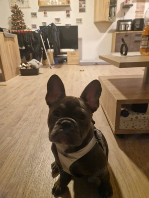 Französische Bulldogge Weibchen 5 Monate alt 