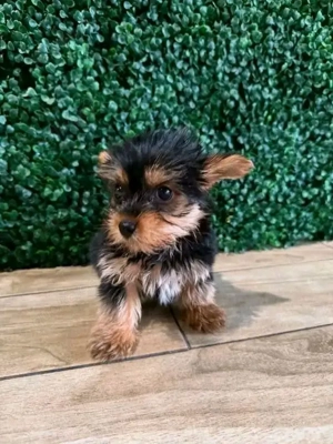 entzückende Welpen zur Adoption 