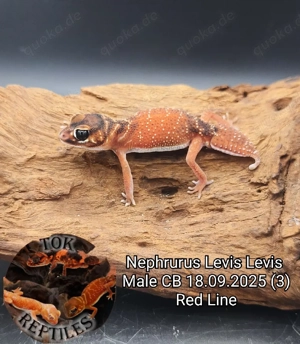 1.0 Nephrurus Levis Levis High End Red Line male (Gecko)