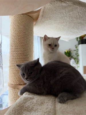 BKK Bärchen dürfen ausziehen 