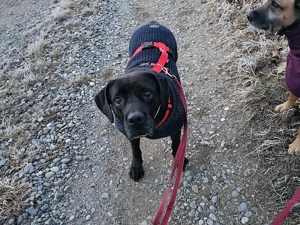 Mischlingshündi Arena sucht Zuhause