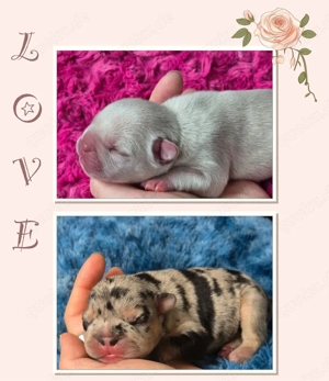 Französische Bulldogge-Welpen mit Ahnentafel in besonderen Farben 