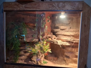 2 bartagamen abzugeben mit zubehör