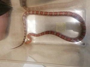 Kornnatter abzugeben, gerne inkl. Terrarium