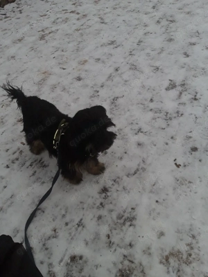 shih-Tzu-Mix Hündin