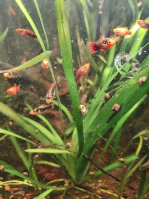 Platys zu verschenken  Bild 2