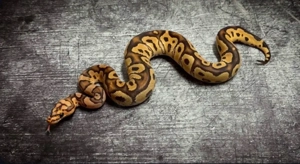 Königspython 1.0 Vanilla Clown abzugeben !!