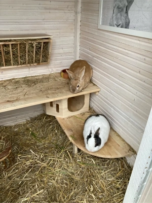 Kaninchenpärchen sucht liebes Zuhause