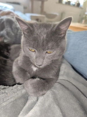 Süßer Kater zu verkaufen  Bild 4