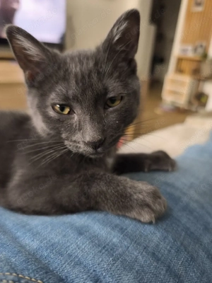 Süßer Kater zu verkaufen  Bild 3
