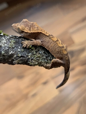 0.0.1 Correlophus Ciliatus (Kronengecko) Harlequin Gecko
