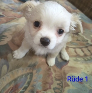 Malteser Yorkshire Chihuahua Welpen 