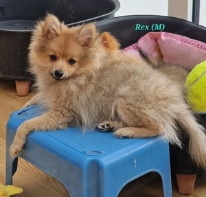 Zwergspitz Welpen ab sofort in liebevolle Hände abzugeben