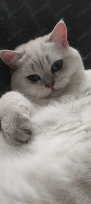 Levi BKH Deckkater - KEIN Verkauf - 