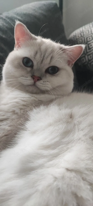 Deckkater BKH - kein Verkauf -