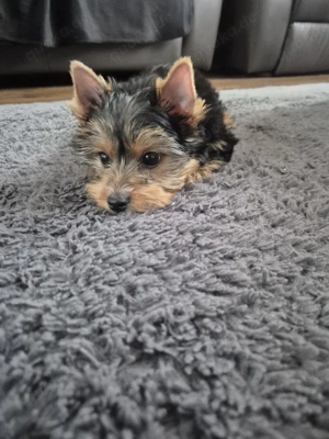 yorkshire terrier Welpen zum verkauf