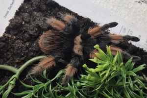1.1 Brachypelma Emilia NZ 2020