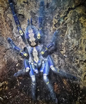 Poecilotheria metallica 0.1 Adult mit komplett eingerichtetem Terrarium 