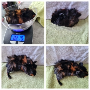 Meerschweinchen Frühkastrate