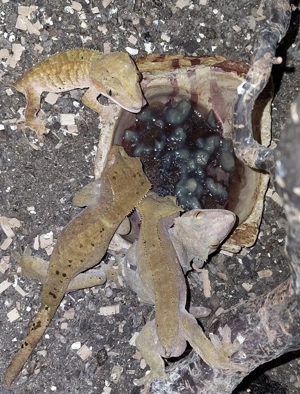 Verkaufe 7 x Kronengecko 