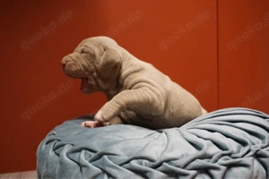 American Bully Welpen HD ED getestete Elterntiere