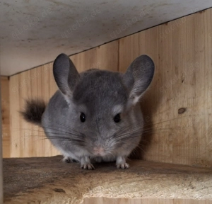 Chinchillas in verschieden Farben stehen zur Abgabe