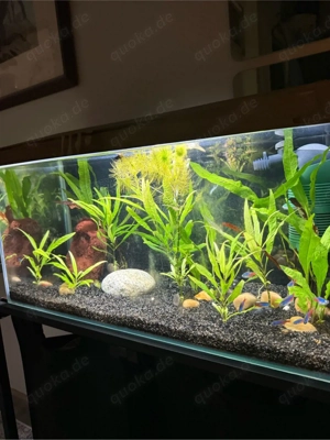 Aquarium komplett mit Fischen, Garnelen und Zwergkrebsen