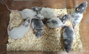 Farbratten Männchen aus liebevoller Hobbyzucht bald abzugeben! Handgewöhnt und Sozialisiert!