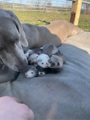 Frettchen Wurfankündigung