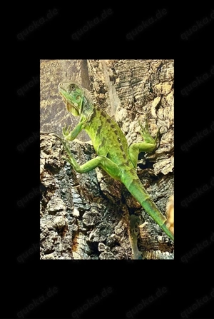 Grüner Leguan männchen grün  (iguana iguana)NZ 9.2025 