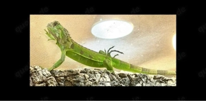 Grüner Leguan weibchen grün (iguana iguana)NZ 9.2025
