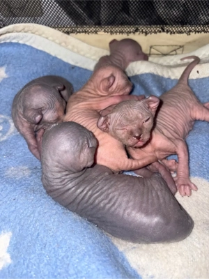 Sphynx-Kätzchen zu verkaufen 