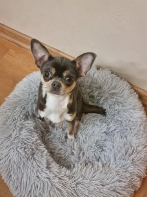 Chihuahua Hündin 1 Jahr