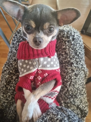 Chihuahua Hündin 1 Jahr