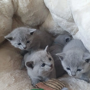 Russisch Blau Kätzchen aus liebevoller Zucht