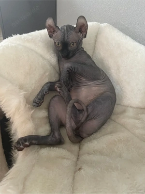 Sphynx-Kätzchen zu verkaufen 