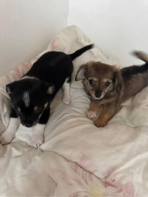 Chihuahua-Welpen 8 Wochen alt