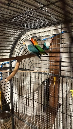 Agaporniden   Pfirsichköpfchen Bild 2