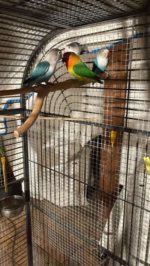 Agaporniden   Pfirsichköpfchen Bild 3