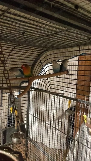 Agaporniden   Pfirsichköpfchen Bild 4