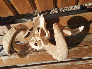 Tierschädel, Geweihe, Hörner, Hirschgeweih, Widder, Mufflon, Steinbock Bild 3
