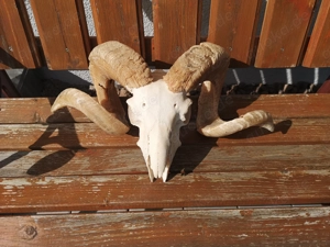 Tierschädel, Geweihe, Hörner, Hirschgeweih, Widder, Mufflon, Steinbock Bild 2