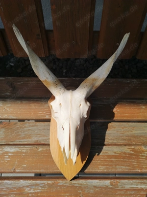 Tierschädel, Geweihe, Hörner, Hirschgeweih, Widder, Mufflon, Steinbock Bild 4