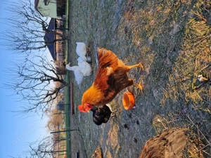 Buntleger Hahn aus Naturbrut sucht eigene Hennen 